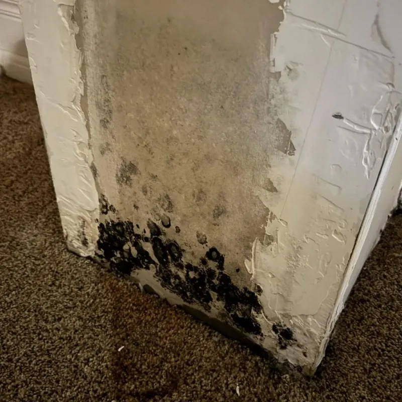 Professional Mold Removal in Ludlow, MA